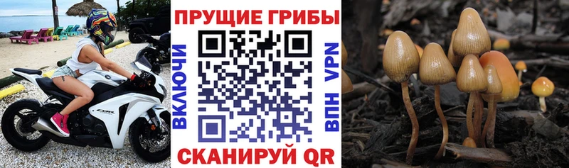 Галлюциногенные грибы Cubensis  Купить закладки  Моршанск 